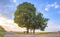 Baum mit Bank